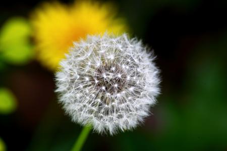 Macro Dandelion