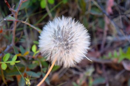 Macro Dandelion