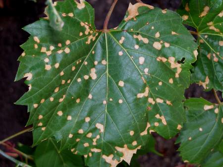 Dark dead leaf