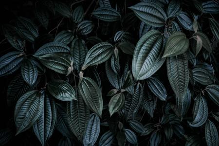 Dark Leaves