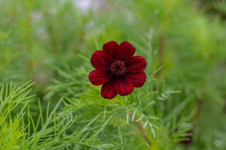 Dark red flowers