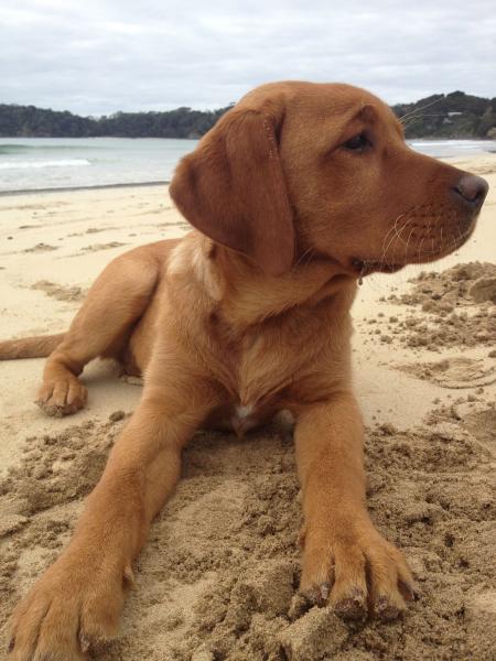 Dark Yellow Labrador Retriever Lying on the Sea Shore