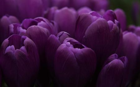 Dark-purple spring flower