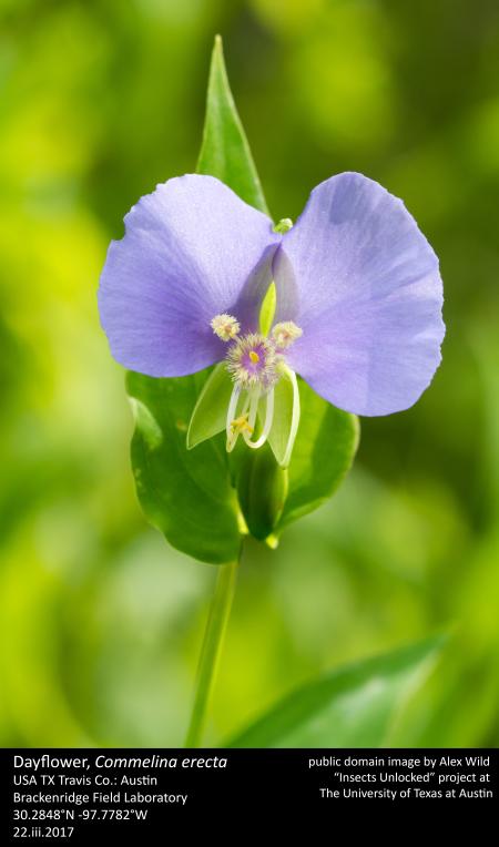 Dayflower, Commelina erecta