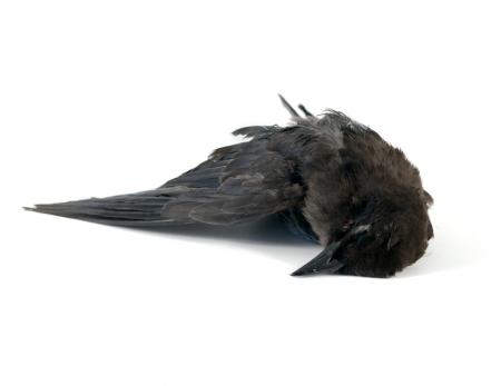 Dead Blackbird