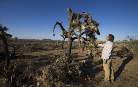 Joshua Trees