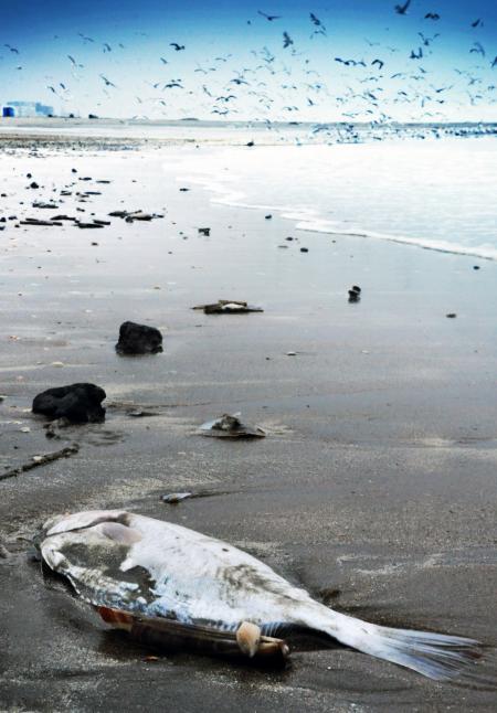 Dead fish washed to shore