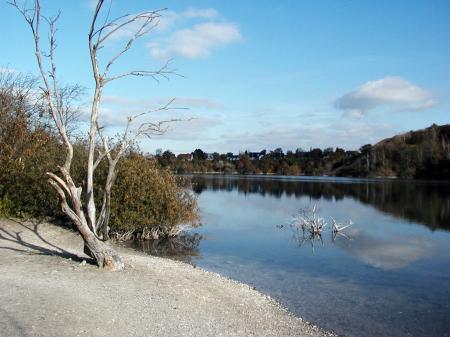 Dead tree by a lake