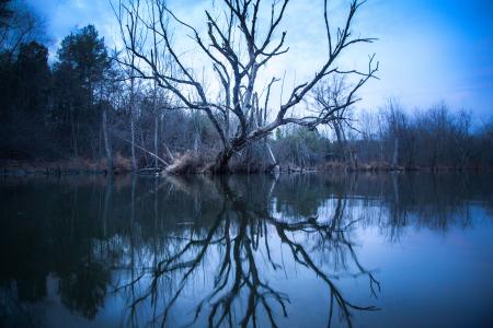 Dead Tree By The River