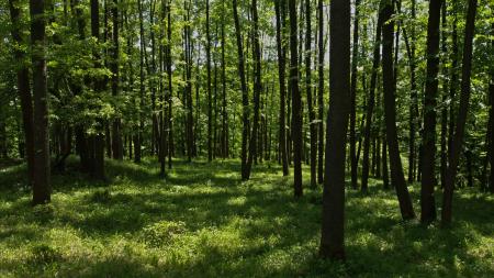 Deciduous Forest