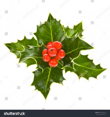 decoration european holly