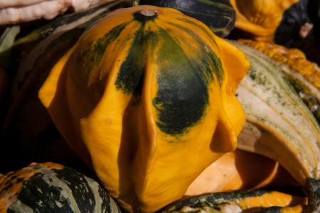 Decorative Squashes