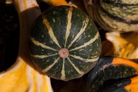 Decorative Squashes