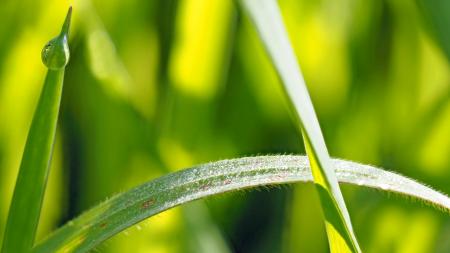 Deep In The Grass