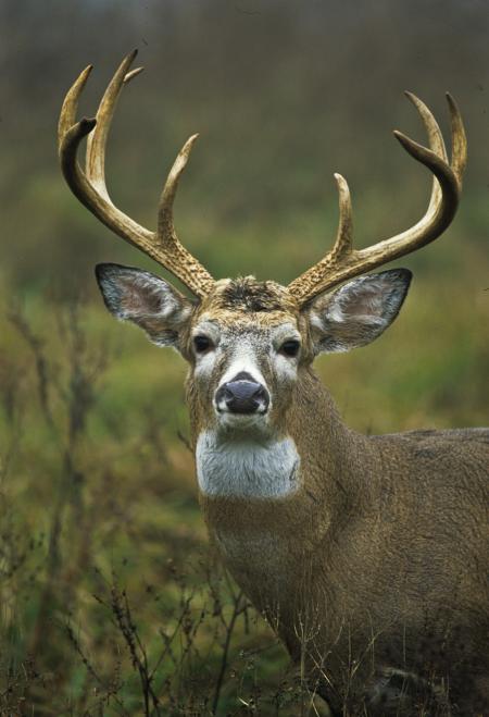 White Tailed Deer