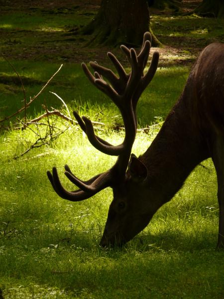 Deer Eating Grass during Daytime