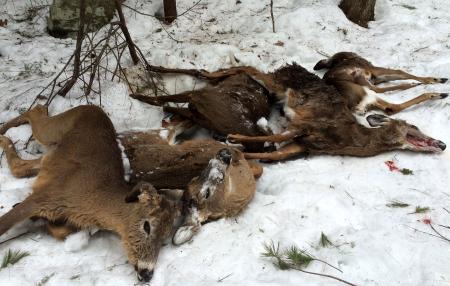 Deer feeding