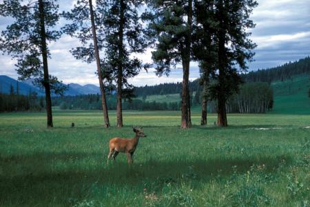 Deer in the Jungle