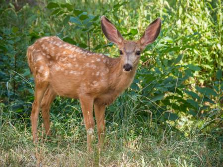 Deer in the Jungle