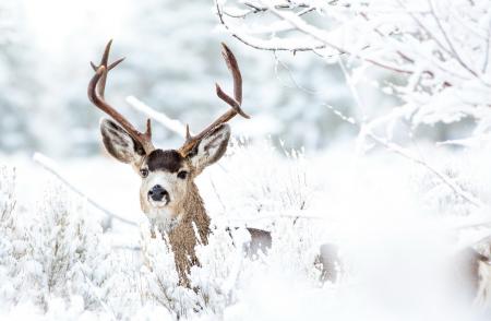 Deer in Winter