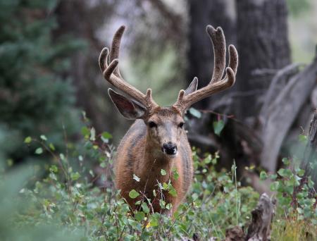 DEER, MULE (Odocoileus hemionu) (8-22-12) near bristol peak, n-w of creede, co -03a