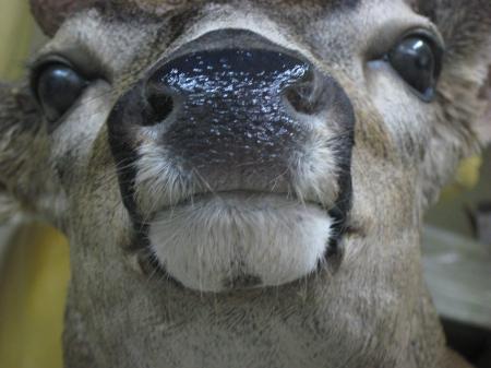 Deer nose