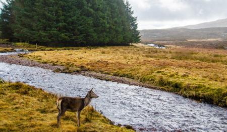 Deer Standing in Front of River