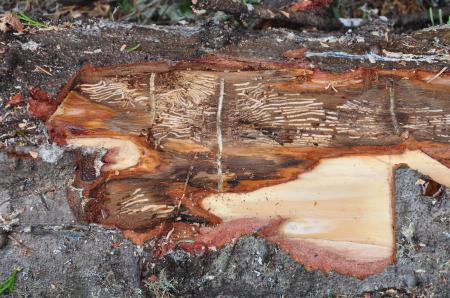 Deformed Tree Stumps