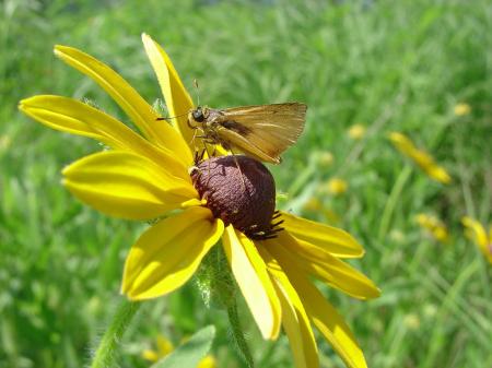 Delaware Skipper on the Flower