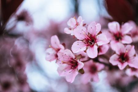 Delicate pink cherry blossoms in the first warm days