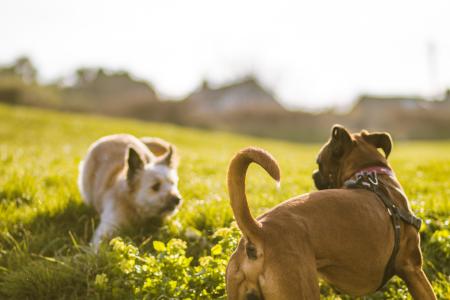 Depth of Field Photography of Brown Dog Near White Grasses