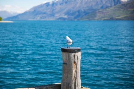 Depth of Field Photography of White Gull on Top of Brown Wooden Pole in Front of Body of Water