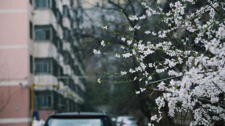 Depth of Photo of White Petaled Flowers