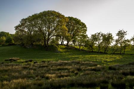 Derryboye tree ring