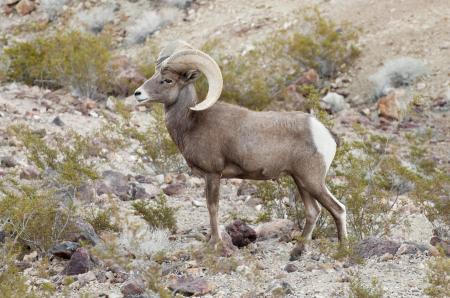 Desert Bighorn