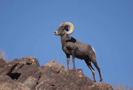 Desert Bighorn Sheep