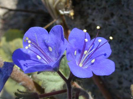 Desert Bluebell