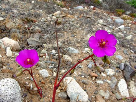 Desert Flowers