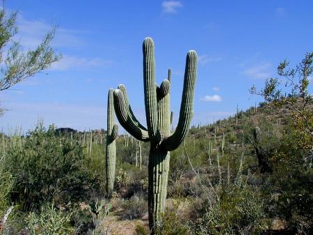 Desert Plant