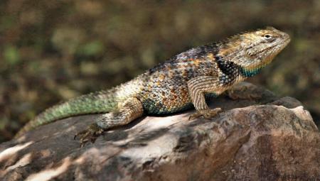 Desert Spiny Lizard