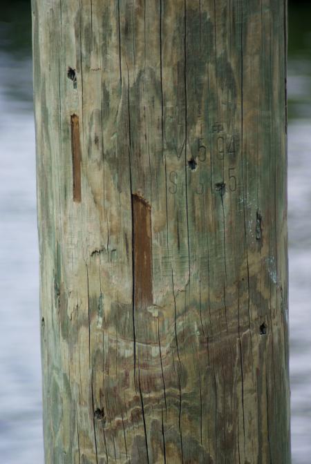 Detail of pier timber