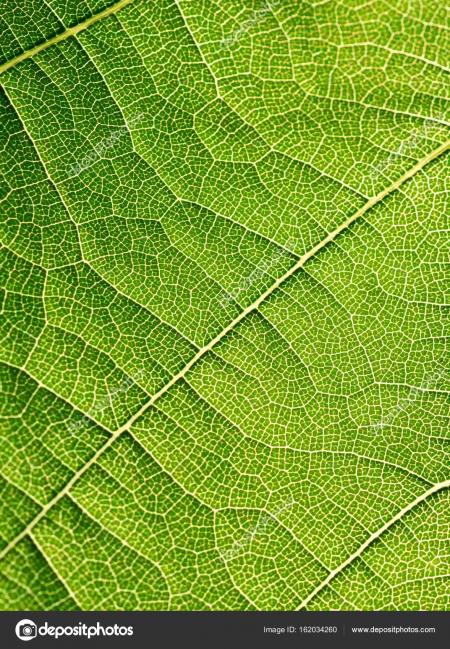 Green Leaf Texture