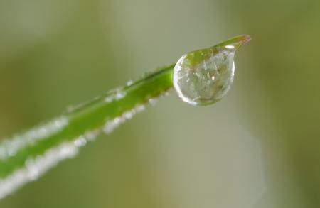 Dew Droplet