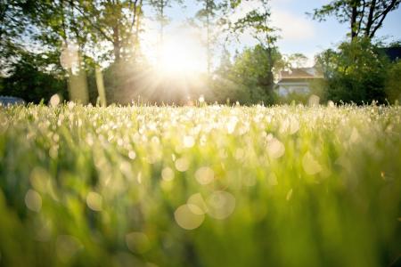 Dew on Grass