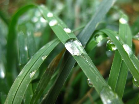 Dew on grass blade