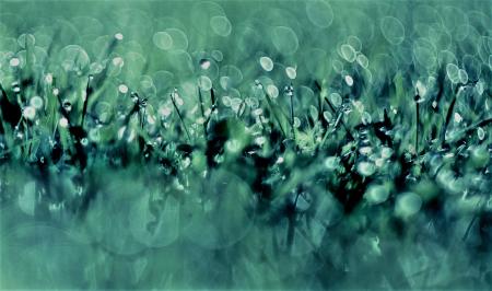 Dew on the Grass