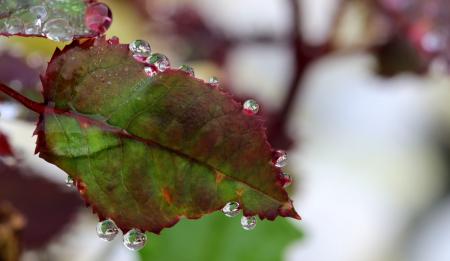 Dew on the Leave