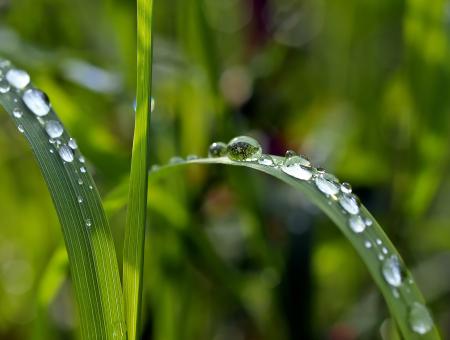 Dew on the Plants