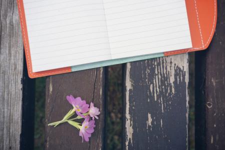 Diary on the Bench