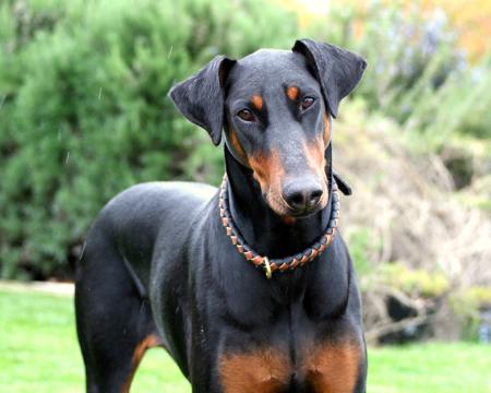 Wild Doberman